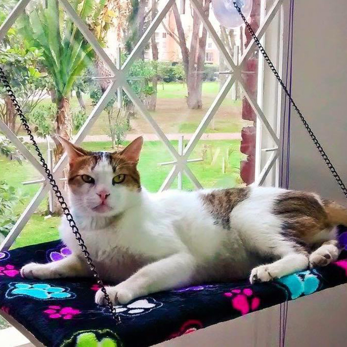 Cama Flotante/ Hamacas Para Gatos – HAPPY PETS CO